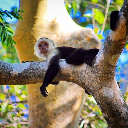 thesocialnomads:  Hanging out in #CostaRica #CentralAmerica #LatinAmerica #socialnomads #adventure #