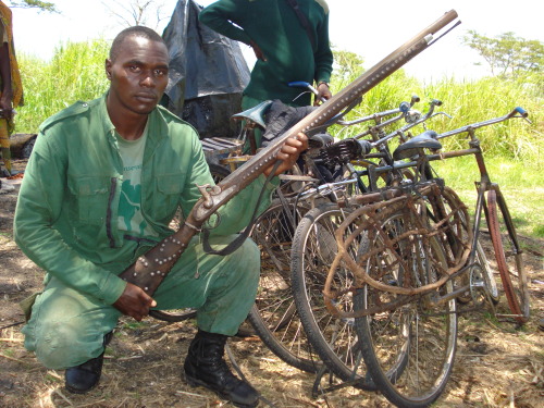 An old percussion musket confiscated from poachers in the Uvinza Open Area, Tanzania.