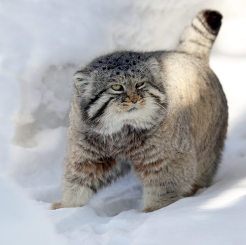 mostlytoebeans: mostlycatsmostly: More Pallas Cat (via mbibi) love me some SCREAMING RECTANGLE
