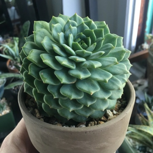 succulentinterrupted: This happy Echeveria has been living in a bright window since I repotted it a 