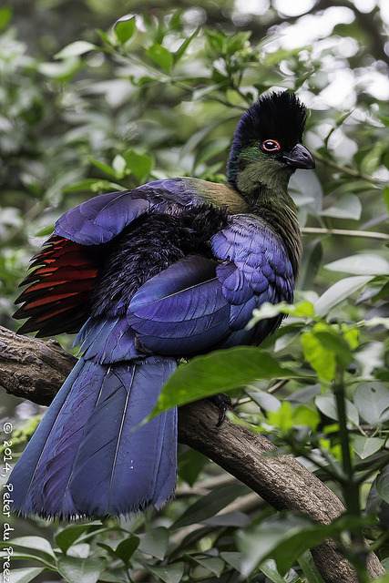 funnywildlife: Purple-Crested Turaco (Tauraco porphyreolopha) by Peter du Preez on Flickr. South Afr