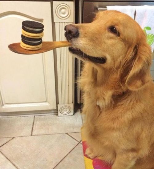 babyanimalgifs:  Hunter likes to balance things.