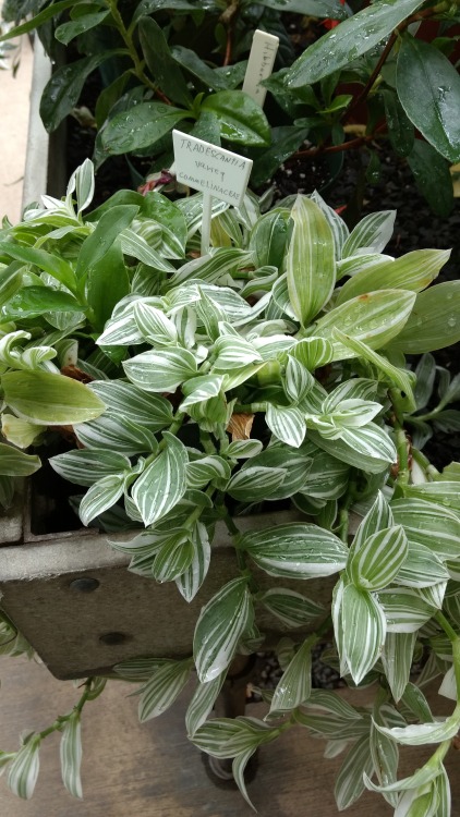 12/7/16: Tradescantia variegata; beautiful variety of “creeping” plant and thus is a ver