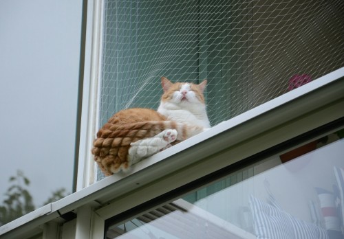 lovablepessimist:lovablepessimist:i dub this kitty “waffle ass”i just remembered there’s more of the