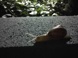 I should be packing but instead I&rsquo;m taking photos of really cool looking snails. ✨🐌 by evilaiden