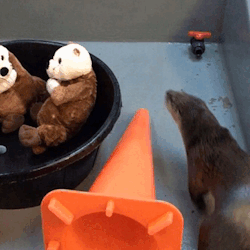 aquaristlifeforme:One of Ryer’s other favorite stuffed animal activities (besides destroying them) is to have pool parties. He will choose two or three of them out of the bucket and then swim around with them in the pool and groom them.