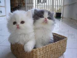 Cute Cats