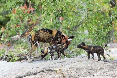 The African Wild Dog Is Also Called The Hyena Dog Or Painted Dog. They Live In The Savannas And Semi-deserts