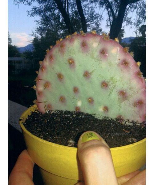 // #PinkOpuntia  Tough Love #CactusLove  . . .