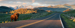 montanamoment:  Drive slow. Bison crossing. 