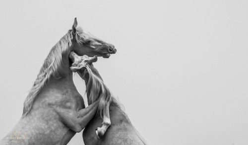 beautifulklicks:Majken Soelberg 25 year old, danish based equine photographer. Learning every day… h