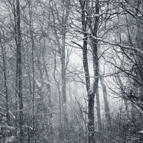 end0skeletal:    Trees in blizzard by Pajunen