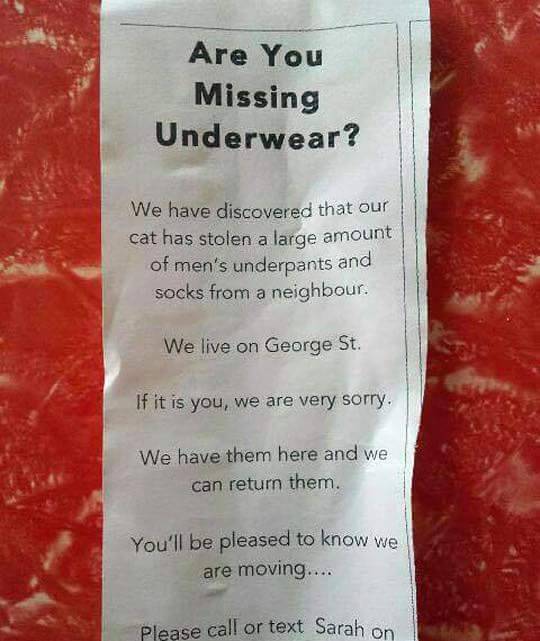 ithelpstodream:  Cats are great 😂