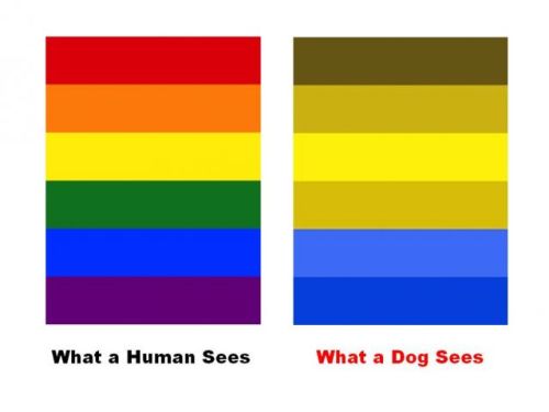 rasticore:  x-space-cowboy: gay dog pride flag Dog pride flag looks like principal skinner