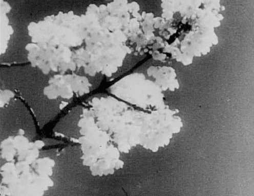 disorienteddreams:   Romance Sentimentale (Sergei Eisenstein &amp; Grigori Aleksandrov, 1930)