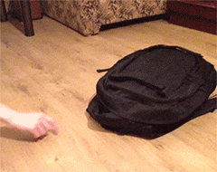 catsdogsgifs:  http://catsdogsgifs.tumblr.com/