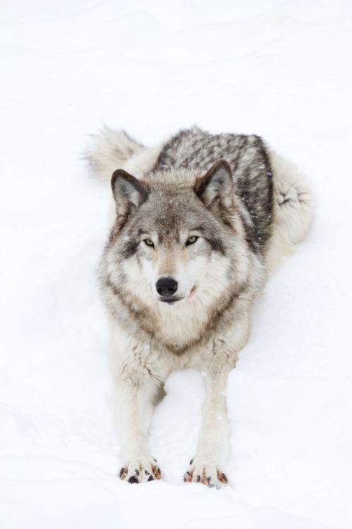 beautiful-wildlife: Timber wolf stretching out in the snow by Jim Cumming