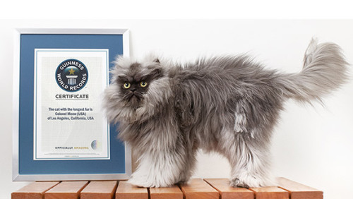 laughingsquid:Colonel Meow Sets Guinness World Record For Cat With the Longest Fur