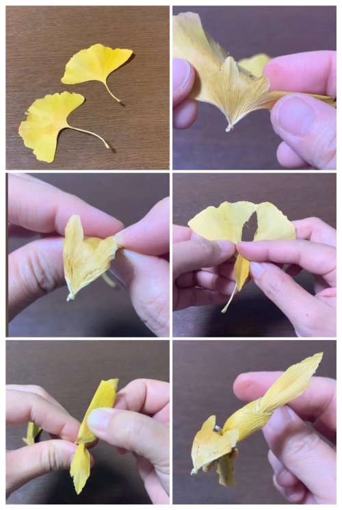 SUPER CUTE frolicking foxes made fromginkgo leaves, new step by step by Inori (you can find the vide