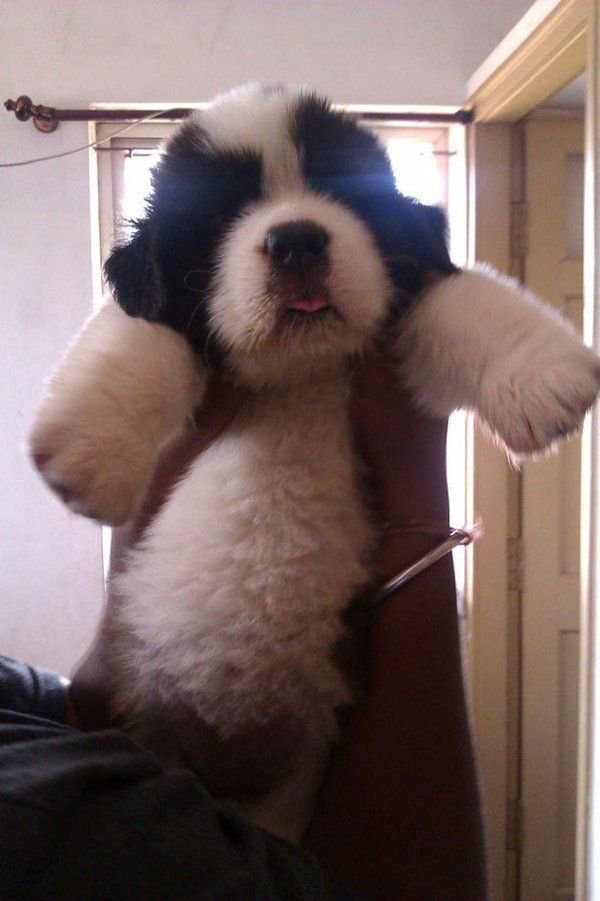 babyanimalgifs:  This pup who looks more like a panda cub than a puppy
