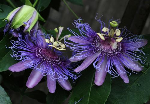  Passion flower appreciation post 