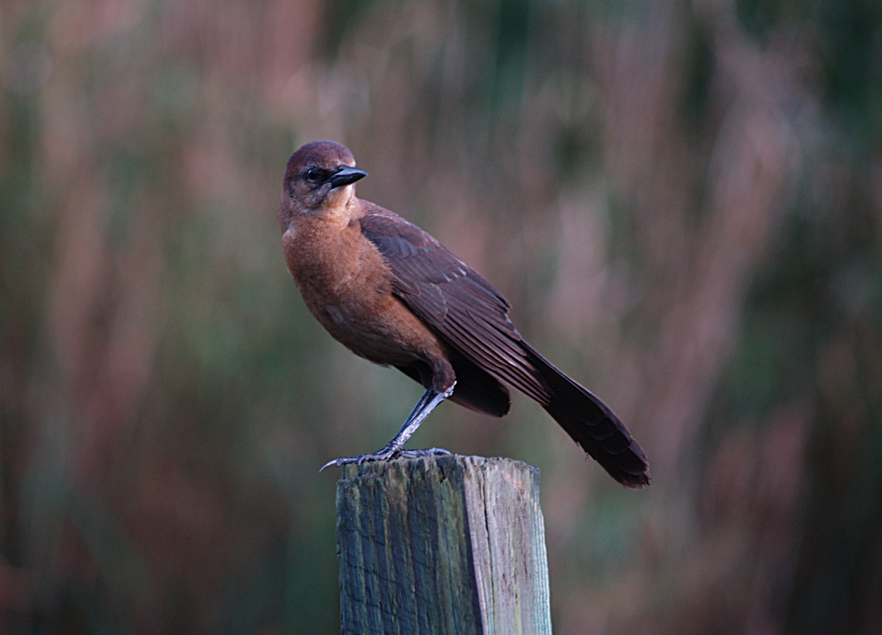 murd3r3r:  i love nature. this bird was very curious.
