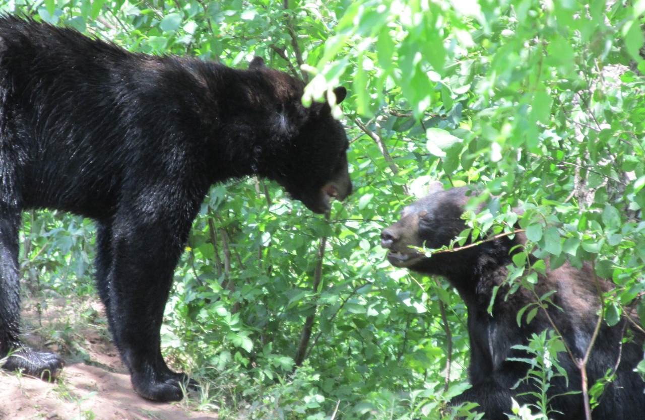 rebexorcist:  I went to the zoo last week and obviously all I was thinking at the