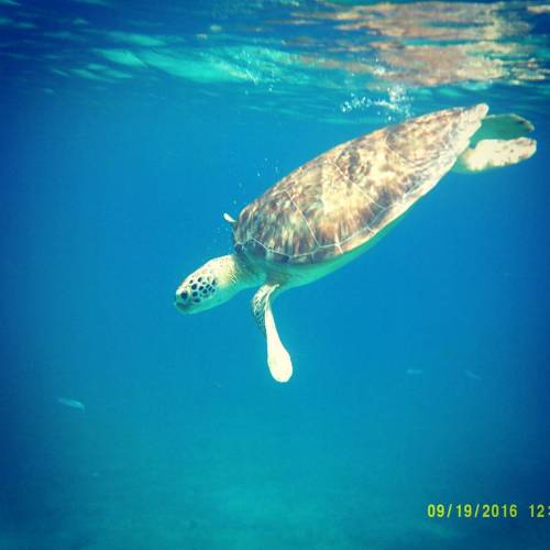 Favorite picture ever #seaturtle (at St. John, US Virgin Islands)