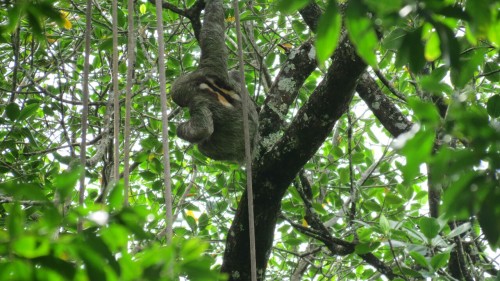 3-finger sluth - Puerto viejo - Costa Rica 2012