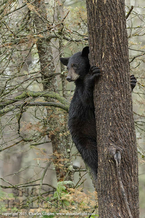 Porn photo magicalnaturetour:  Black bears web by Charles