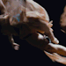 mepomene:𝐅𝐊𝐀 𝐓𝐖𝐈𝐆𝐒&rsquo; CELLOPHANE 