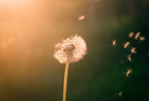 https://beautifulchildstranger.tumblr.com/post/119432035671