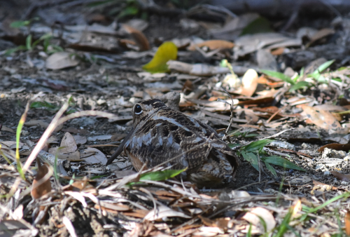 Scolopax minor, the American woodcock, is a curious little bird that makes a strange sound like a sm