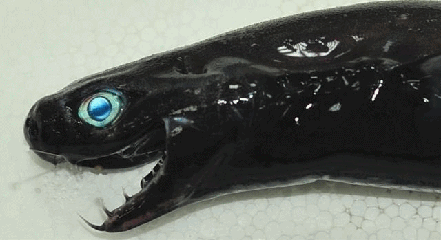 quinnred:  Found a nice collection of Viper Shark images on Twitter: https://twitter.com/pattymo/status/950895270723801090I