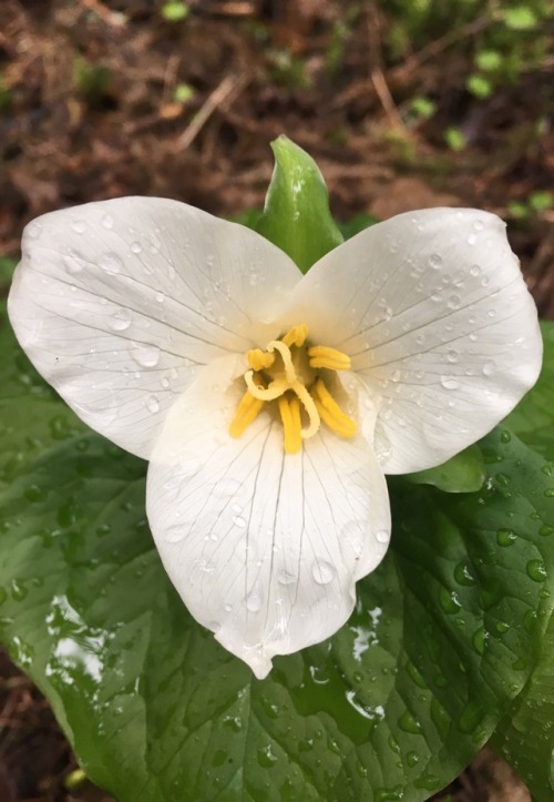 orchid-grower:Trillium ovatum in Washington State. It seems to have a very variable flower shape.