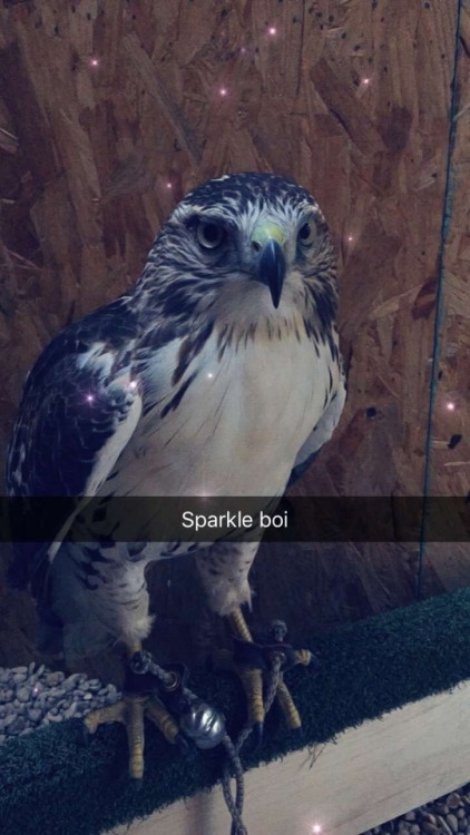 m-to-the-6th-power: derinthemadscientist: ordinaryredtail:Playing with snapchat filters and the bird