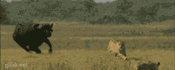 https://69.media.tumblr.com/754ac4562443ff78d2a19c3db402e7bc/tumblr_mjeblaaBLL1r3gb3zo1_400.gif