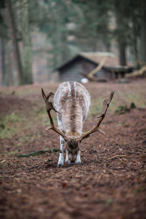 silvaris:The Deer by Polina A.