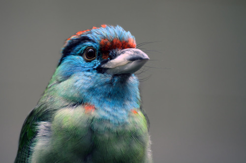 avianawareness:Blue-throated Barbet I by JWeber2112