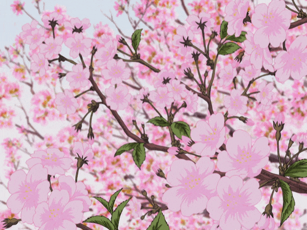 Cherry Blossom Anime GIF  Cherry Blossom Anime Falling Leaves  Discover   Share GIFs