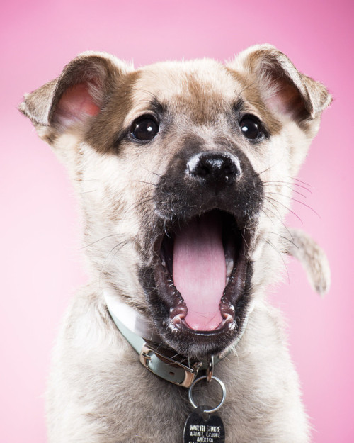 Our photographer, Jon, went to a wonderful animal shelter and made some badass portraits of adoptabl