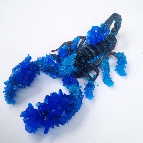 tylerthrasherart: Here is my latest piece! A one of a kind crystallized black scorpion. I’m de