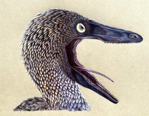 paleoillustration:Troodon, Saurornithoides and Jinfengopteryx by Linda Krattiger | DeviantArt | Face