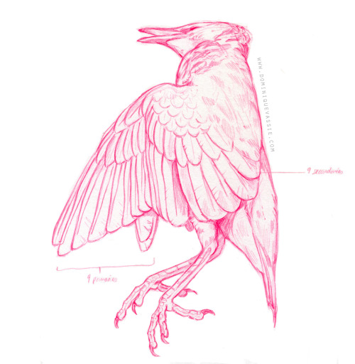 Sketches done in May from life of an unfortunate European starling fledgling that hit my window and 