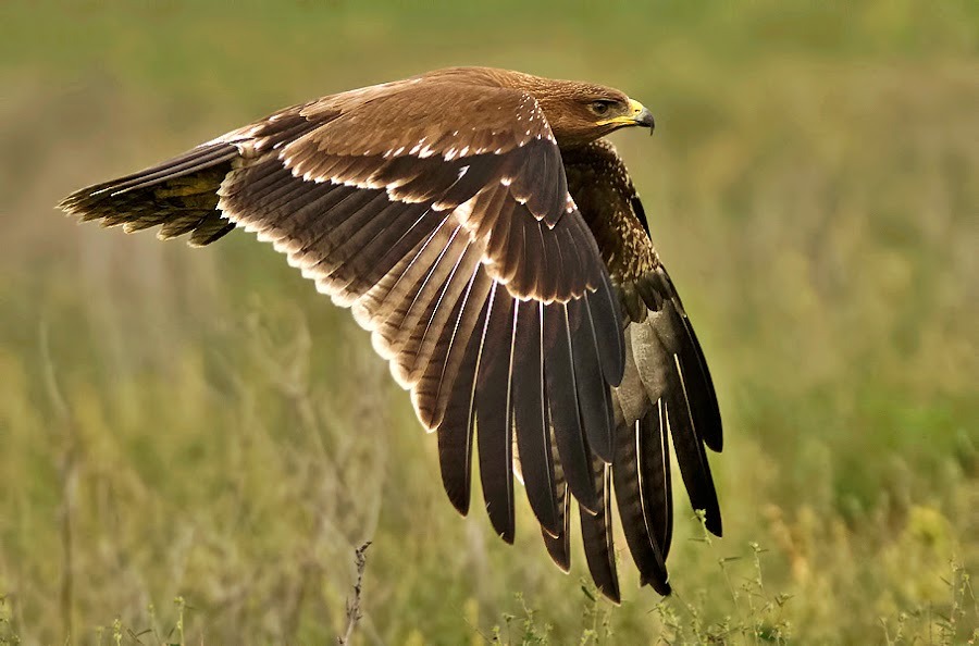 theraptorcage:  Indian Spotted Eagle  those LEGS