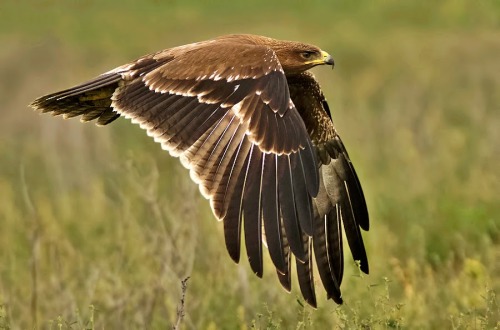 Porn Pics theraptorcage:  Indian Spotted Eagle  those