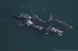 neaq:  Sponsor a right whale for your Mother’s