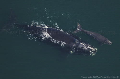 neaq:  Sponsor a right whale for your Mother’s Day gift! We all know that it takes a lot of work to be a good parent, and Mother’s Day serves as a reminder for us to reflect on the women who nurtured us into being. Here in the research office, Mother’s