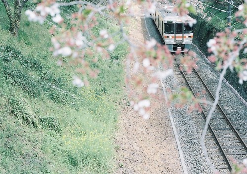 azusaphoto: 桜が散っても、電車は走るよ。。