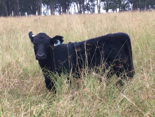 a black cow standing side on in long grass. her body looks like a perfect rectangle with her head on one corner of the rectangle. grass is hiding her legs